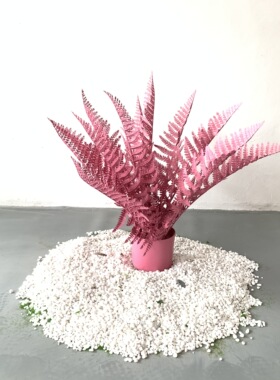北欧热带仿生植物金丝猴蕨网红龙血树假植物蕨草l旅人蕉室内摆件