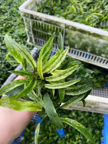 瓦里斯榕杯装水榕鱼缸草缸原生缸造景水培增氧阴性淡活体水草植物 - 图0
