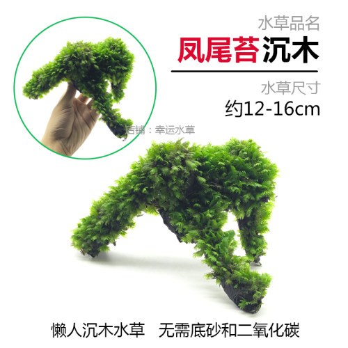 鱼缸造景莫斯铁皇冠沉木懒人淡水榕增氧观赏中后景凤尾苔水培水草 - 图2