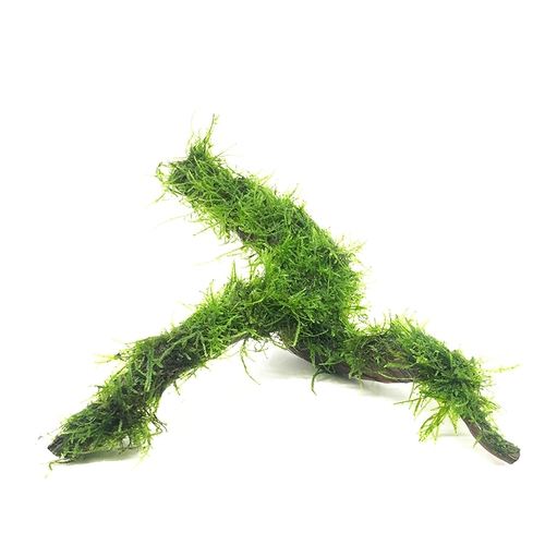 鱼缸造景莫斯铁皇冠沉木懒人淡水榕增氧观赏中后景凤尾苔水培水草 - 图3