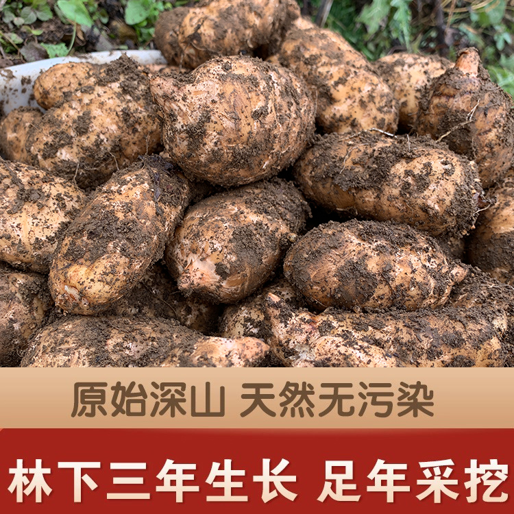 顺丰包邮】云南昭通新鲜乌天麻3斤仿野生种植非特级药材礼盒现挖 - 图2