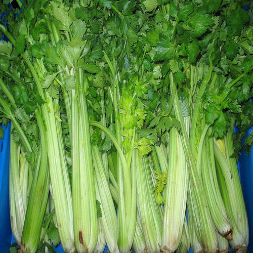香芹种子大全四季耐寒老品种小叶芹菜种籽高产早熟阳台蔬菜种孑 - 图2