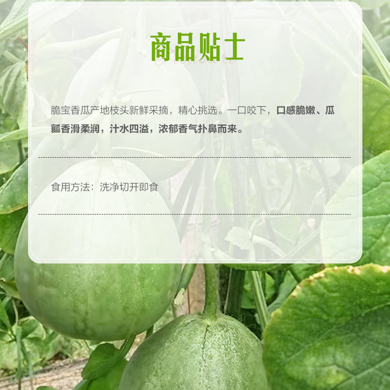 山姆代购脆宝香瓜1.5kg新鲜水果甜瓜果细腻香甜皮薄多汁香气怡人,淘宝优惠券,粉丝福利购,淘宝优惠卷