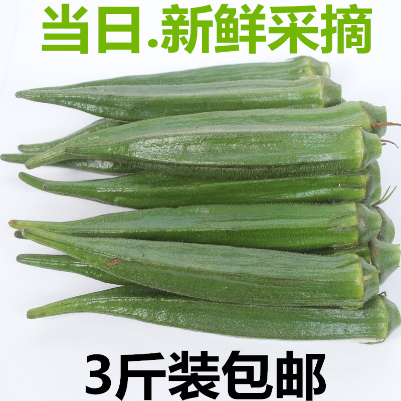 现摘3斤秋葵新鲜新鲜蔬菜黄秋葵新鲜黄秋葵蔬菜秋葵-图0