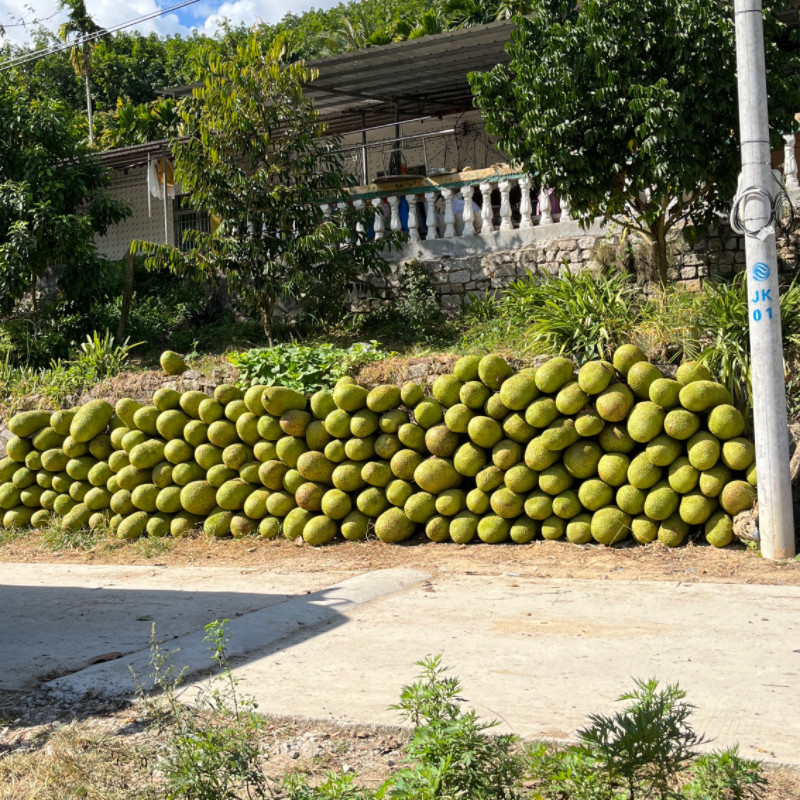 【果园现摘】海南菠萝蜜黄肉新鲜水果15-35斤三亚软苞一整个包邮,淘宝优惠券,粉丝福利购,淘宝优惠卷