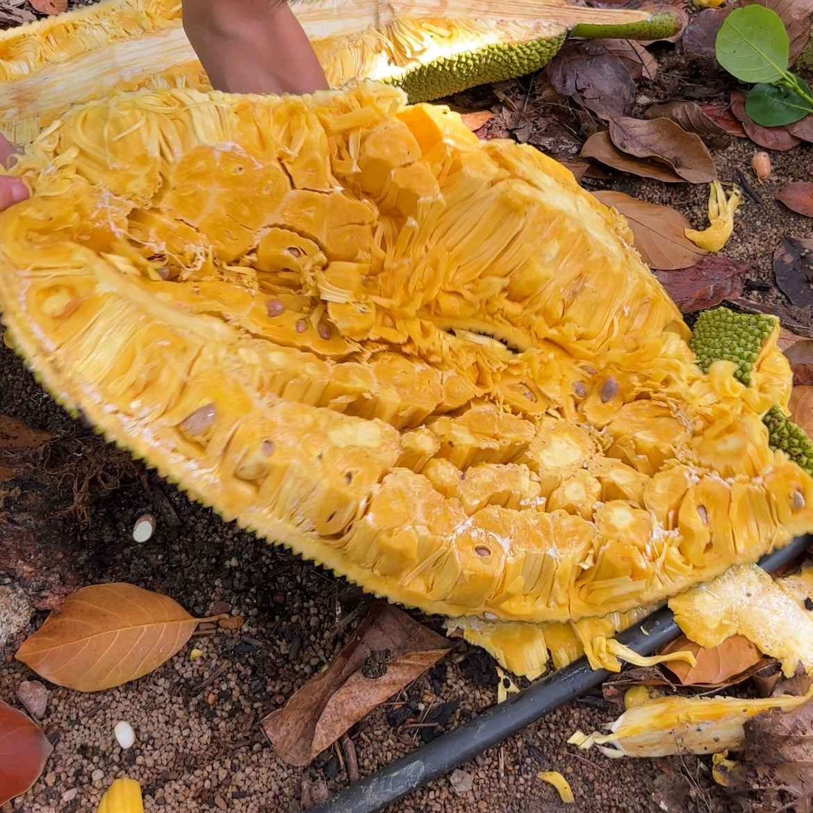 【果园现摘】海南菠萝蜜黄肉新鲜水果15-35斤三亚软苞一整个包邮,淘宝优惠券,粉丝福利购,淘宝优惠卷