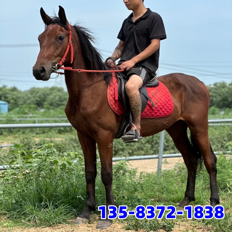 大型活体马佛里斯兰马马驹纯黑色真马纯血马野骑速度赛马养殖资料-图1