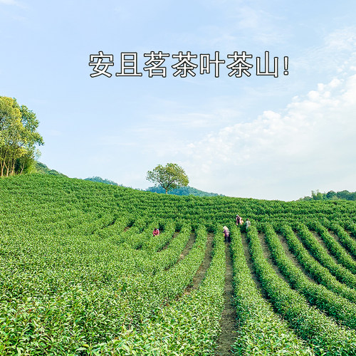 2026年安吉安且茗白茶新茶叶正宗上市雨前一级绿茶春茶500g散装 - 图0