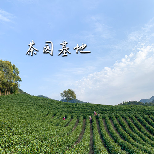 现货2026年白茶安吉新茶叶高山明前特级A春茶兰香礼盒款罐装250g - 图2