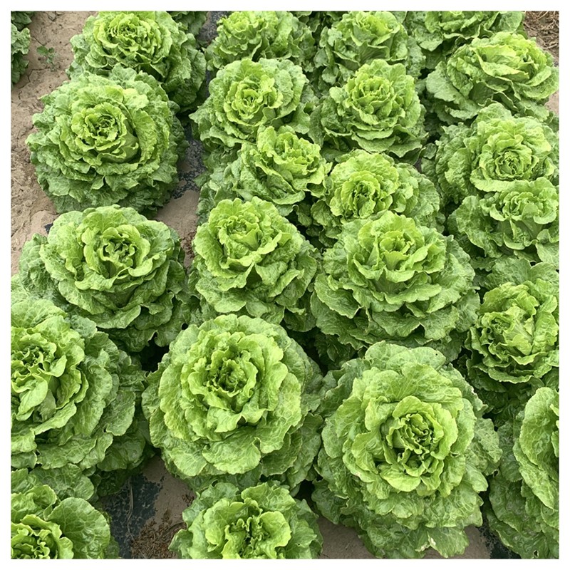 丰邦半结球生菜种子耐抽苔大棵高产春夏秋四季播种籽15克/袋万粒,淘宝优惠券,粉丝福利购,淘宝优惠卷