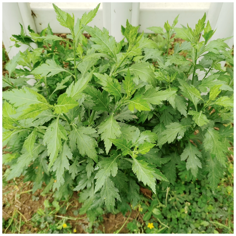 菊花叶种子菊花脑种籽南京地方野菜多年生蔬菜籽春秋3克约10000粒-图3