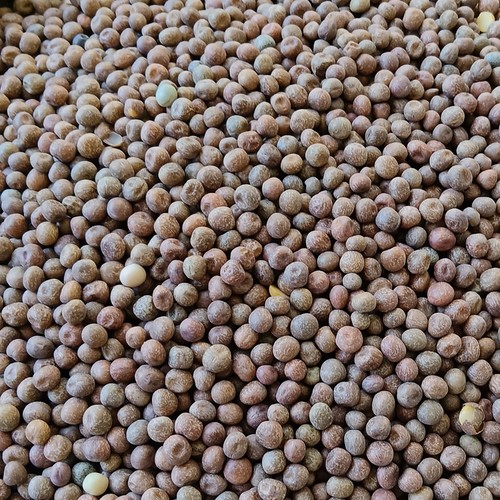水培豌豆苗的大小粒麻豌豆鸽粮无土发豌豆尖芽苗菜阳台四季500克 - 图0