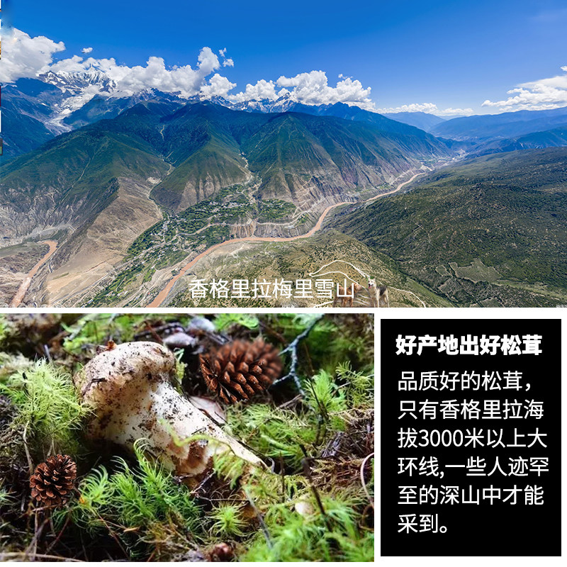 多彩森众FD冻干松茸片酒店餐饮用7-9CM松茸干货云南香格里拉松茸,淘宝优惠券,粉丝福利购,淘宝优惠卷
