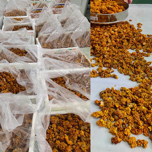 云南特产野外生长椴木金耳菌黄木耳脑耳银耳干木耳菌菇黄金耳干货 - 图1