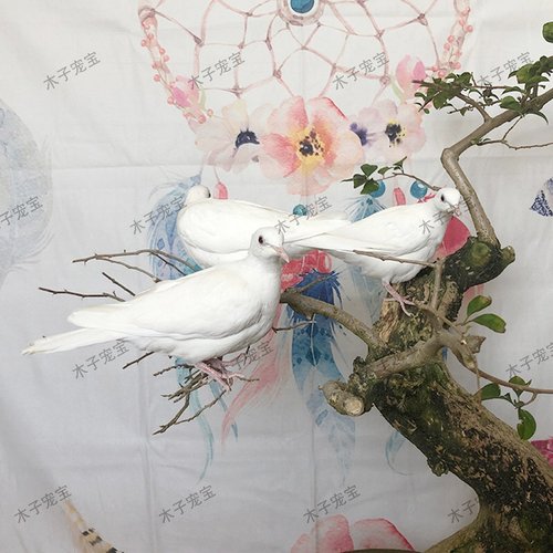 魔术鸽子活体纯白浅灰青年幼崽白鸽种鸽人工宠物活苗活物观赏小鸟 - 图2