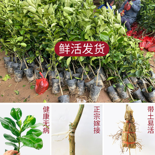 广西沙田柚子树苗木嫁接三红心蜜柚庭院绿化南北方种植盆地栽果苗 - 图0