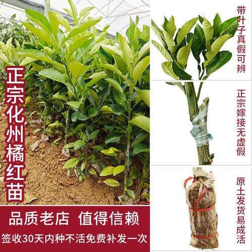 正宗化州橘红苗树苗药用桔红种苗嫁接果树苗南方种植正毛化橘红苗 - 图0