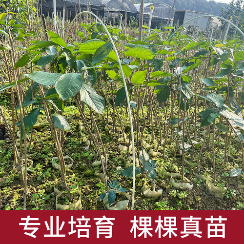 樱桃果树苗木黑珍珠正宗嫁接南北方种植盆地栽庭院车厘子水果苗子 - 图0