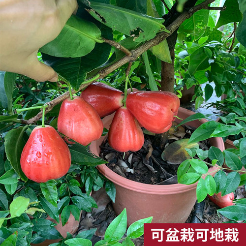 莲雾果树苗嫁接黑金刚大叶红黑糖芭比盆地栽庭院行道绿化园果树 - 图1