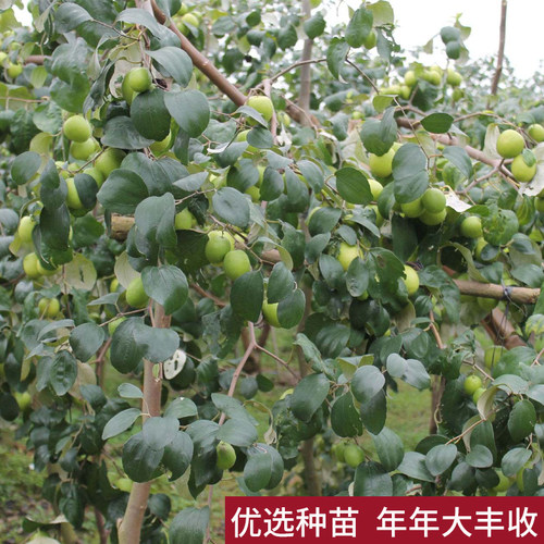 台湾大青枣树苗牛奶枣特大嫁接果树苗南北方种植盆地栽红枣子果苗 - 图2