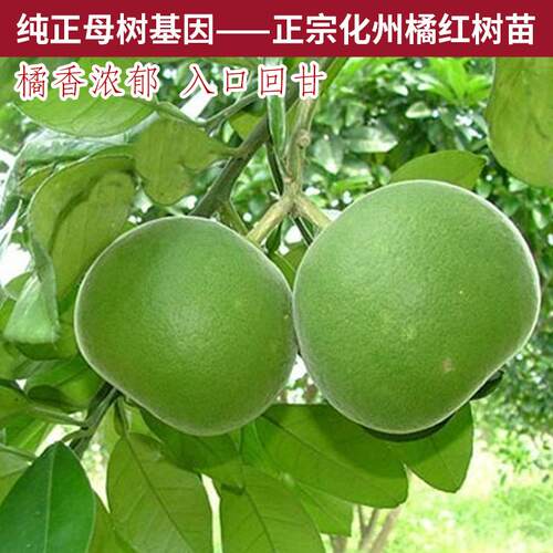 正宗化州橘红苗树苗药用桔红种苗嫁接果树苗南方种植正毛化橘红苗 - 图1
