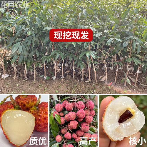 荔枝果树苗正宗糯米糍冰荔无核妃子笑仙进奉庭院嫁接南方桂味大苗 - 图1