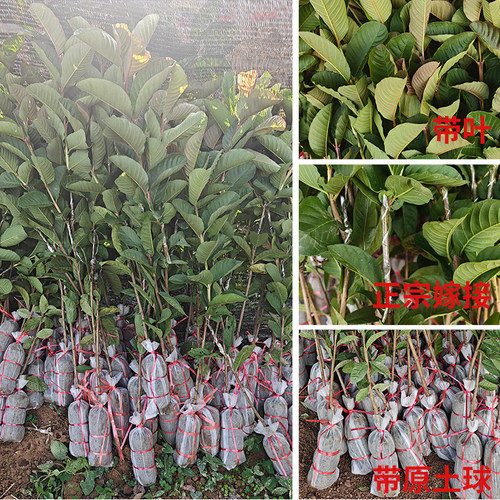 红宝石芭乐苗新品种无籽少籽广西带土南方盆栽红心四季番石榴树苗 - 图1