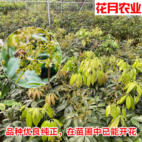 荔枝果树苗正宗糯米糍冰荔无核妃子笑仙进奉庭院嫁接南方桂味大苗 - 图0