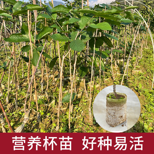 樱桃果树苗木黑珍珠正宗嫁接南北方种植盆地栽庭院车厘子水果苗子 - 图1