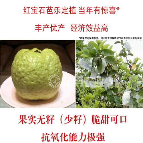 红宝石芭乐苗新品种无籽少籽广西带土南方盆栽红心四季番石榴树苗 - 图0