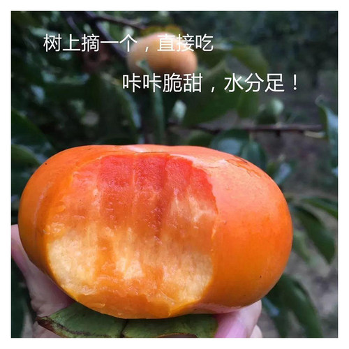 柿子苗树甜脆柿子阳丰太秋罗田柿子嫁接苗优良带土水果树苗南北方 - 图2