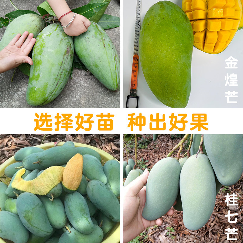 芒果苗树苗桂七芒金煌芒苗四季蜜芒嫁接苗品种正宗带叶泥盆栽庭院,淘宝优惠券,粉丝福利购,淘宝优惠卷