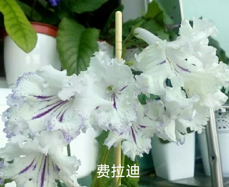 苦苣苔进口堇兰：费拉迪，室内耐阴，四季开花，多年生草本植物 - 图0