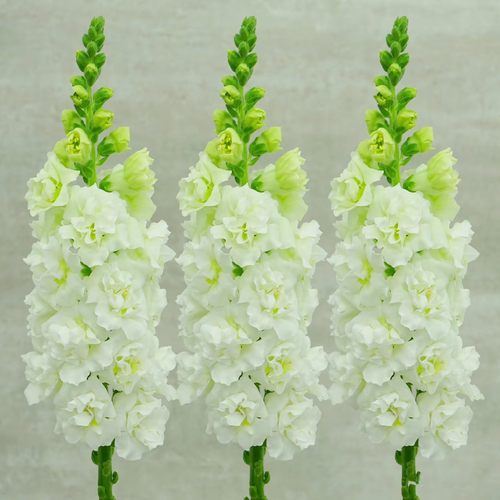 重瓣金鱼草花苗乙女星系列高杆切花品种耐寒耐热庭院花园植物盆栽 - 图1