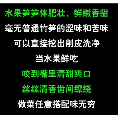 勃氏甜龙竹水果笋竹子苗曼歇甜龙甜竹笋种植苗竹有缘基地直销 - 图0