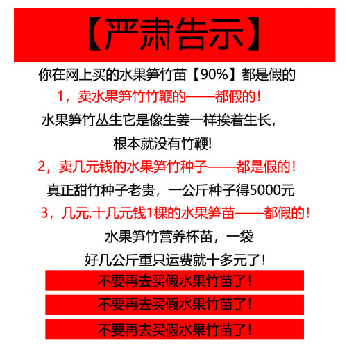 勃氏甜龙竹水果笋竹子苗曼歇甜龙甜竹笋种植苗竹有缘基地直销 - 图3
