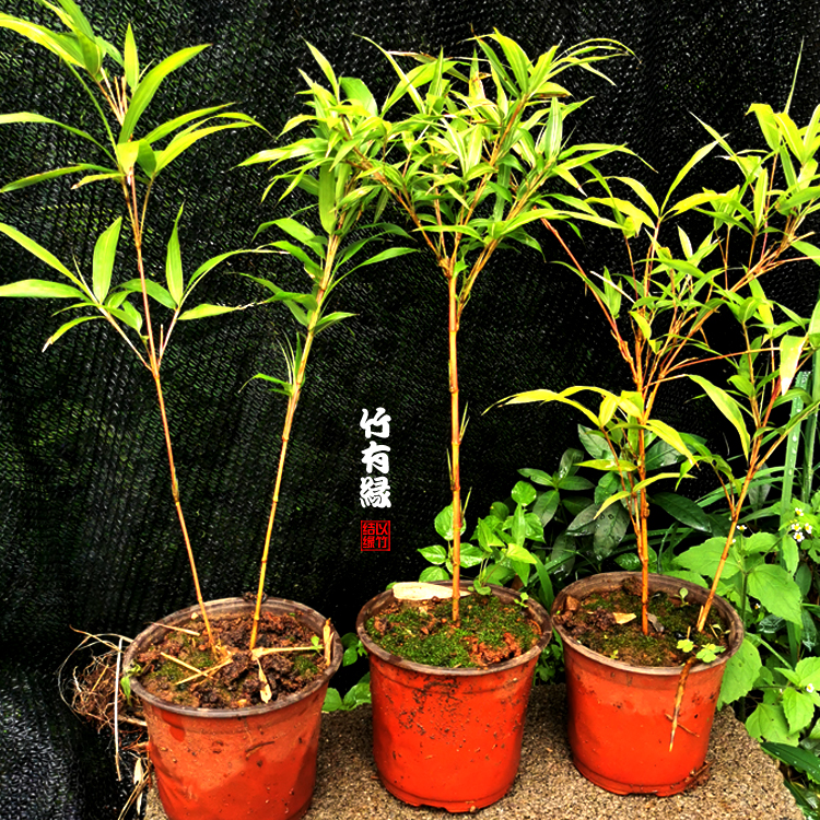 红竹红运竹红寒竹红色竹子苗庭院阳台室内绿植竹盆栽景竹基地直销_虎窝淘