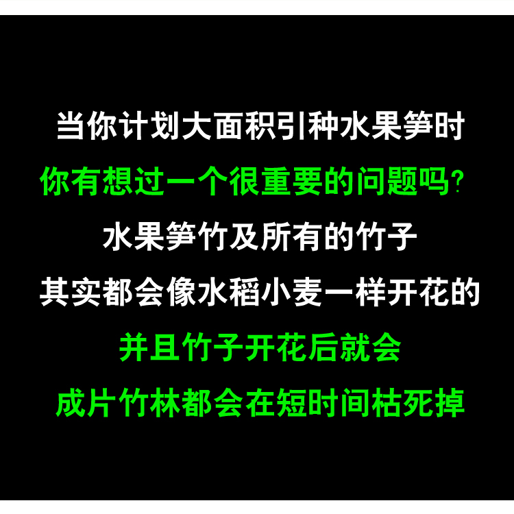 水果笋竹种子苗勃氏甜龙竹营养杯苗生吃竹笋之王竹子君基地直销 - 图0