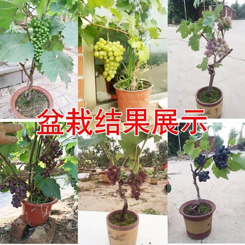 特大阳光玫瑰葡萄树苖无核巨峰盆栽南北方种植地栽耐寒爬藤树果苗 - 图2