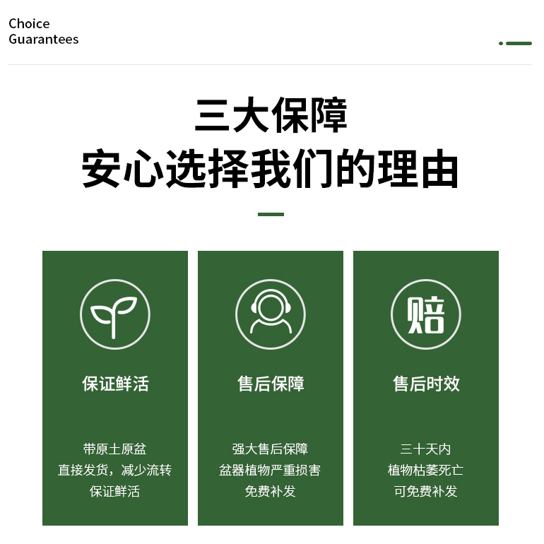 金钱兜福禄桐盆栽金钱桐圆叶钱多多发财树金钱树室内客厅绿植园艺 - 图1