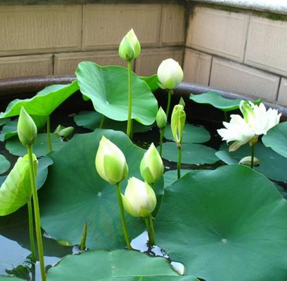 睡莲水培植物庭院鱼池红色荷花莲藕种苗睡莲种睡莲根块四季池塘花-图0