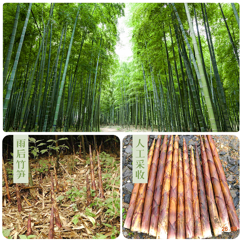 四川竹笋整箱商用火锅餐饮装5斤4袋宝塔笋新鲜清水嫩罗汉笋箭笋尖 - 图1