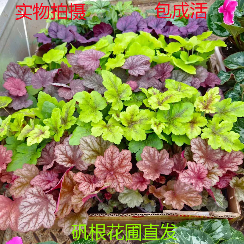 矾根大苗植物盆栽庭院耐寒耐热四季绿化花卉阳台花园鲜花绿植易活-图0