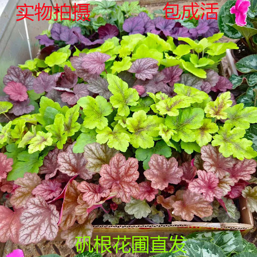矾根大苗植物盆栽庭院耐寒耐热四季绿化花卉阳台花园鲜花绿植易活 - 图3