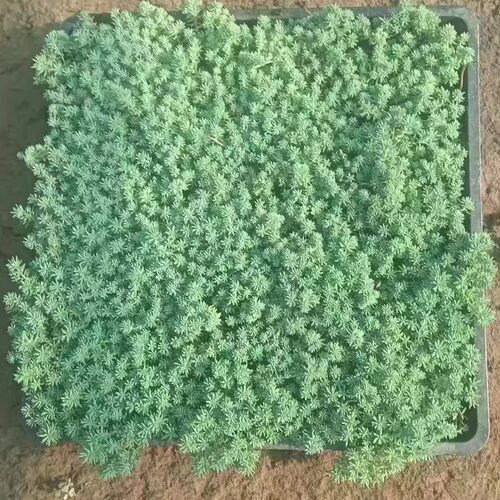 中华景天佛甲草苗薄雪万年草楼顶四季常绿耐热庭院耐寒 - 图0