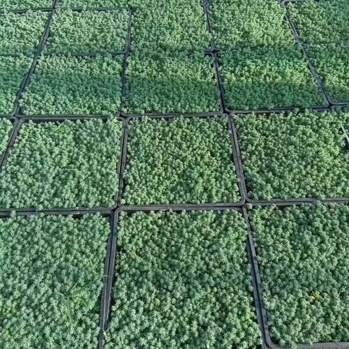 中华景天佛甲草苗薄雪万年草楼顶四季常绿耐热庭院耐寒 - 图3