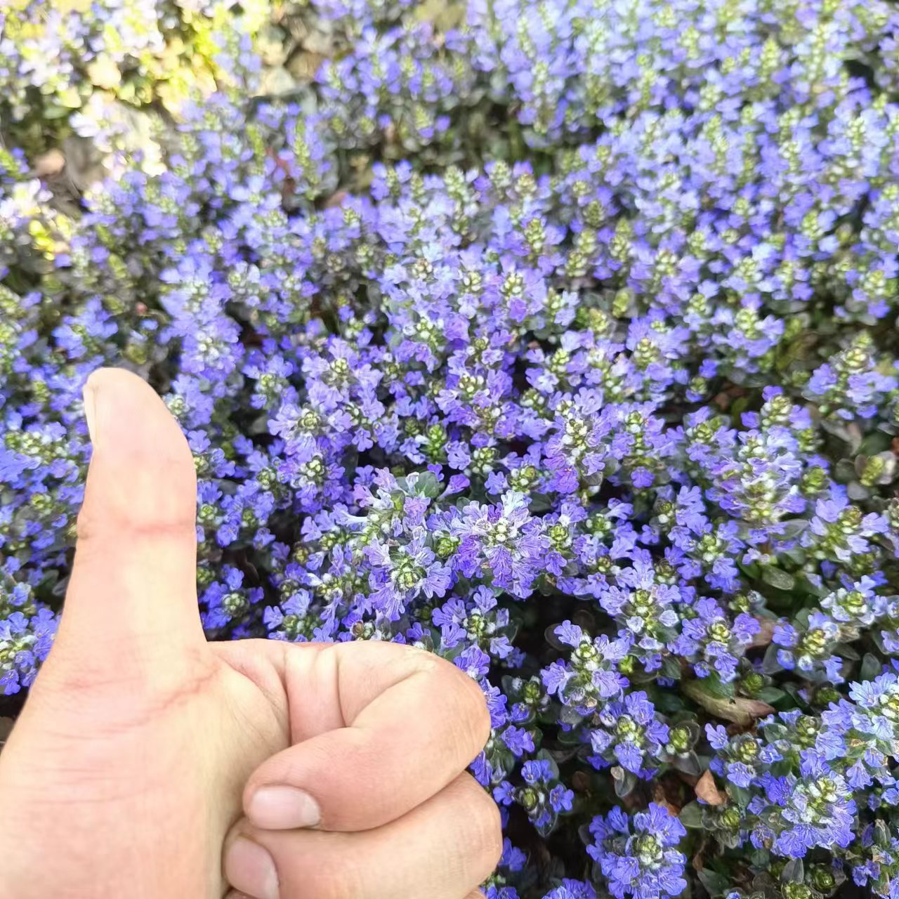 姬十二单筋骨草多花宿根植物多年生耐热耐寒庭院绿化四季-图2