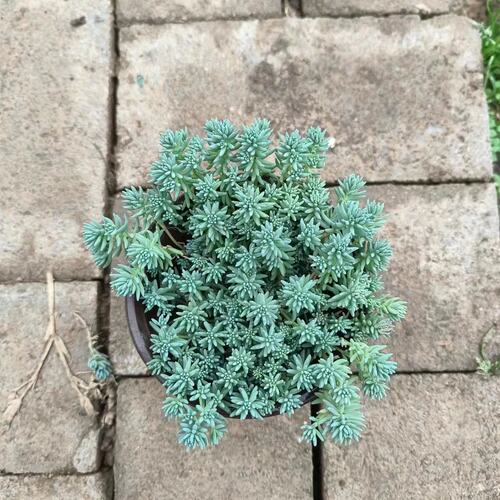 中华景天佛甲草苗薄雪万年草楼顶四季常绿耐热庭院耐寒 - 图1