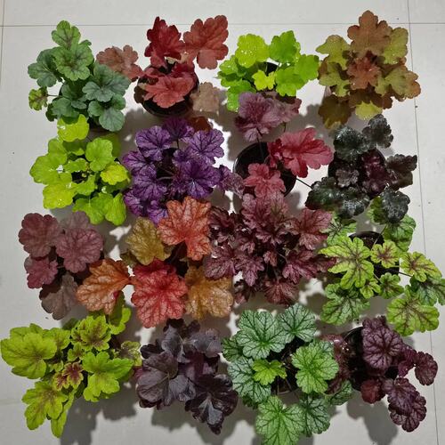 矾根大苗植物盆栽庭院耐寒耐热四季绿化花卉阳台花园鲜花绿植易活 - 图2