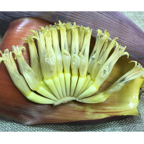 漫泉河 新鲜芭蕉心 芭蕉花 香蕉花大蕉花蕾蕉蕾鲜食花卉 - 图1